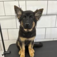 puppy grooming
