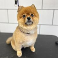 Pomeranian groom